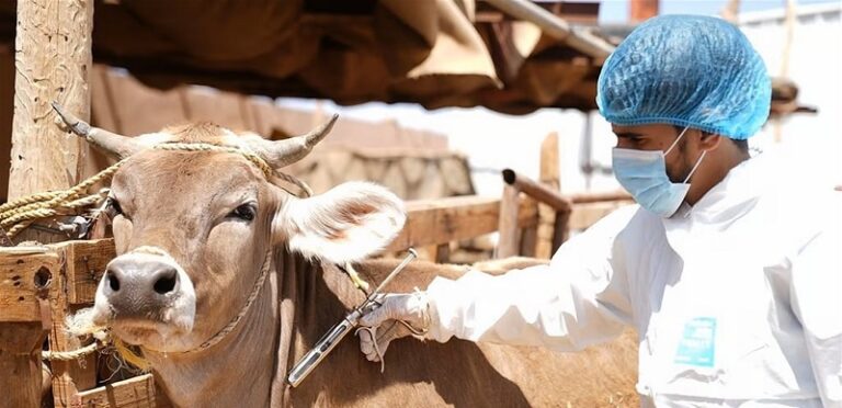 الحمى القلاعية تهدد لبنان.. وزير الزراعة لـ”الجريدة”: الثروة الحيوانية في مهبّ الخطر!