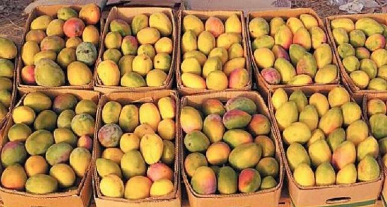 ضبط 12 طناً من فاكهة المانغا المهرّبة من اليمن إلى لبنان