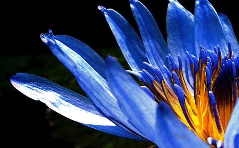 زهرة اللوتس الأزرق.. حقيقة فرعونية أم خدعة تجارية؟