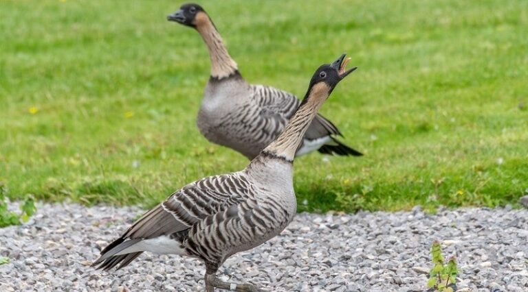 كندا تحذر من هجوم خطير!