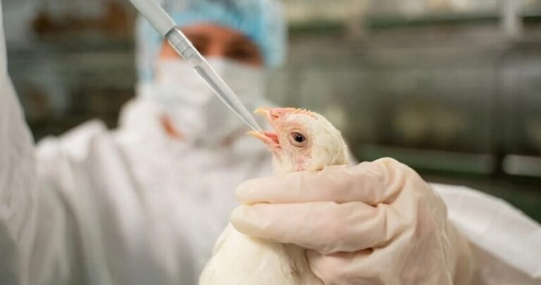 تسجيل أول حالة وفاة بإنفلونزا الطيور “H5N1” في المكسيك
