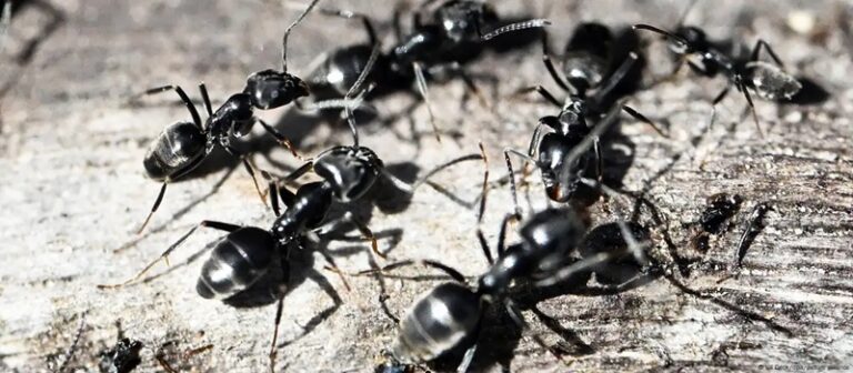 النمل يغزو ألمانيا ويضرّ في البنى التحتية!