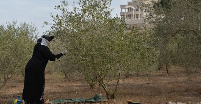 شتول زيتون لمواجهة العدوان جنوباً