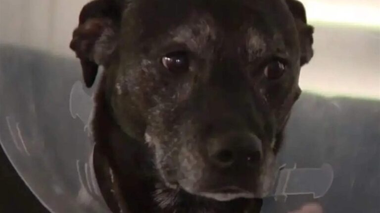 امرأة تتحدّى تمساحاً بيديها لإنقاذ كلبها! (فيديو)