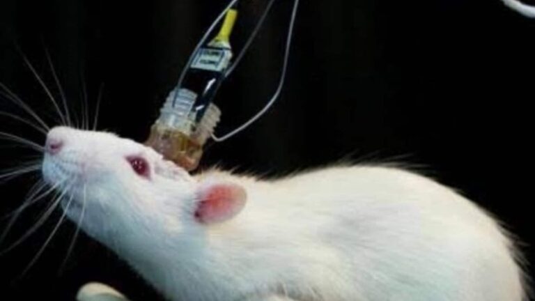 هل تنقذ التكنولوجيا آلاف الحيوانات من مختبرات الأدوية؟