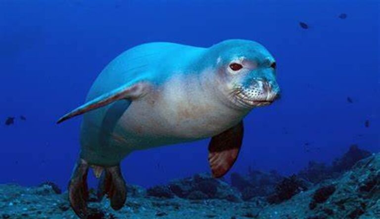 خطة مرتقبة لحماية فقمة الراهب