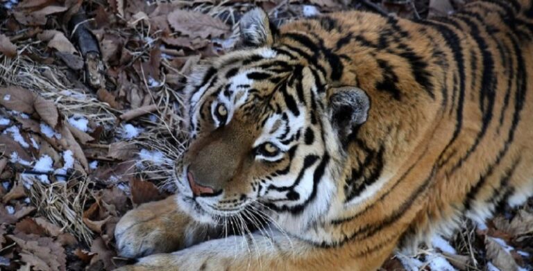 بالفيديو – نمر يفتك بسائح!