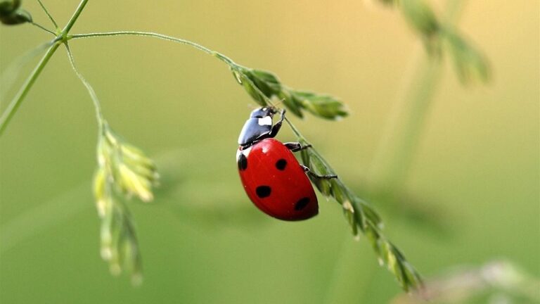 سلام ورسامني في مطار بيروت
