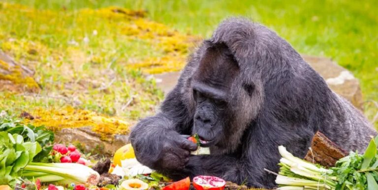 بالفيديو ـ الشمبانزي “طبيب الغابة”!