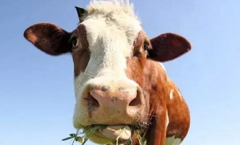 لمربي الأبقار.. السر بالعشب!