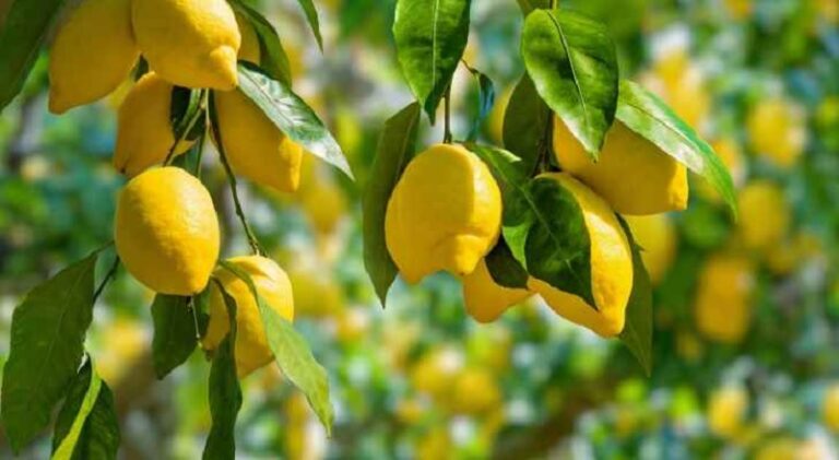 الأردن يفتح باب استيراد الليمون اللبناني