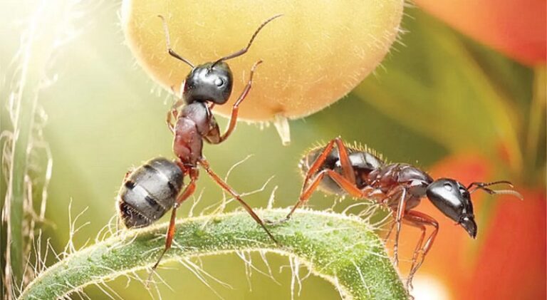 سرقة 5000 نملة كينية!