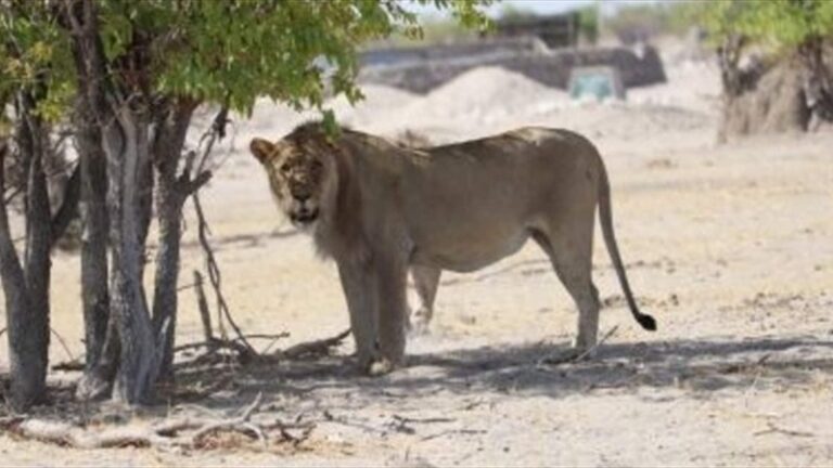 مأساة سفاري.. سائح يفترسه أسد