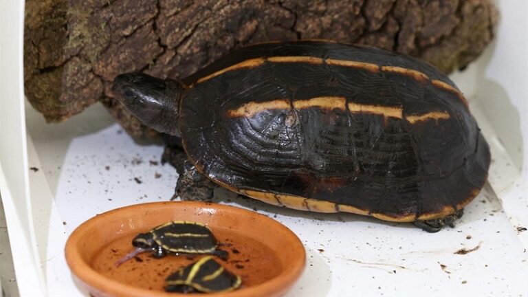 تريك وتراك في أوروبا.. عودة من حافة الانقراض!