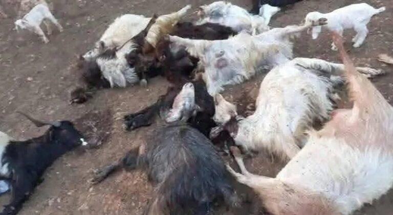 نفوق أكثر من 300 رأس ماعز في بلدة عين الذهب