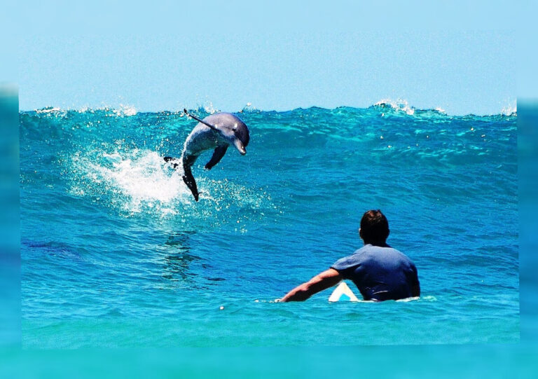 الدلفين ينقذ حياتك!