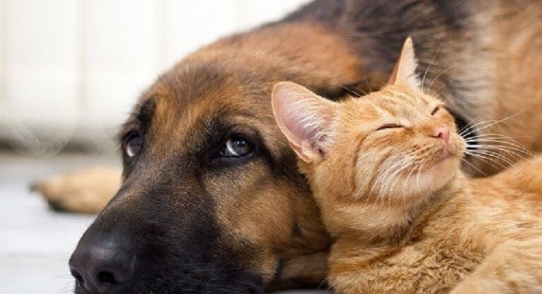 خبر مفرح لأصحاب الحيوانات الأليفة.. كلبك قد يتحدث إليك قريبًا!