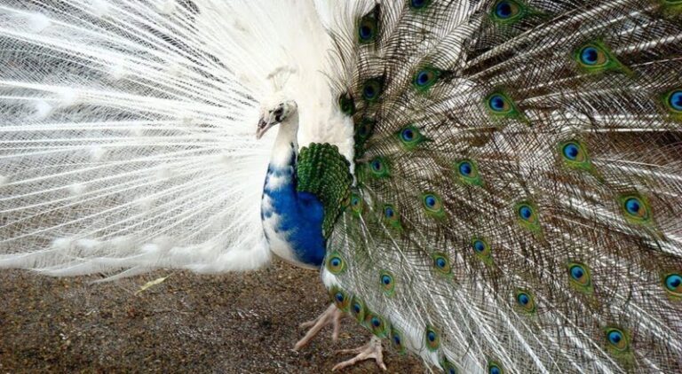 اختفاء غامض لطواويس فندق تاريخي في كاليفورنيا