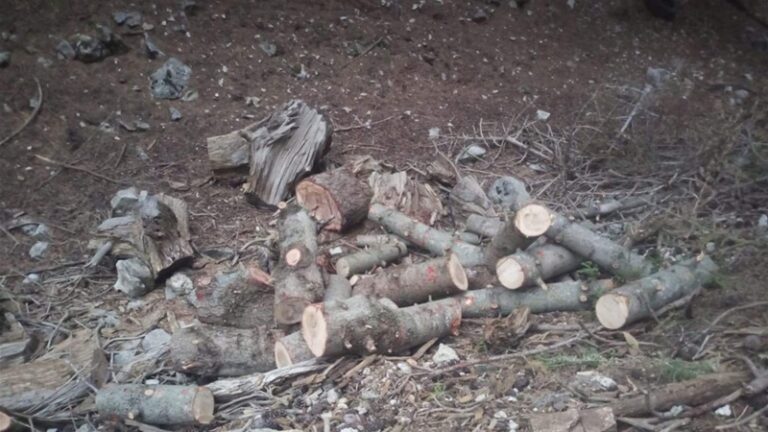 جريمة بيئية في القبيات (فيديو)