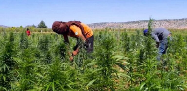 هل يُداوي “القنّب الهندي” اقتصاد لبنان؟