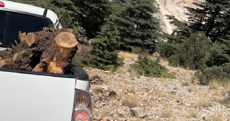 ضبط جذوع أرز ولزاب مقطوعة في جرد الهرمل ومصادرة حمولة “بيك أب”