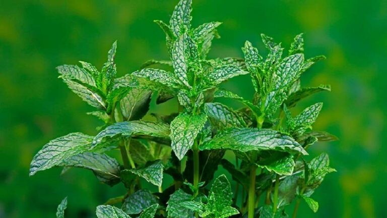 مخاطر خفية للنعناع!