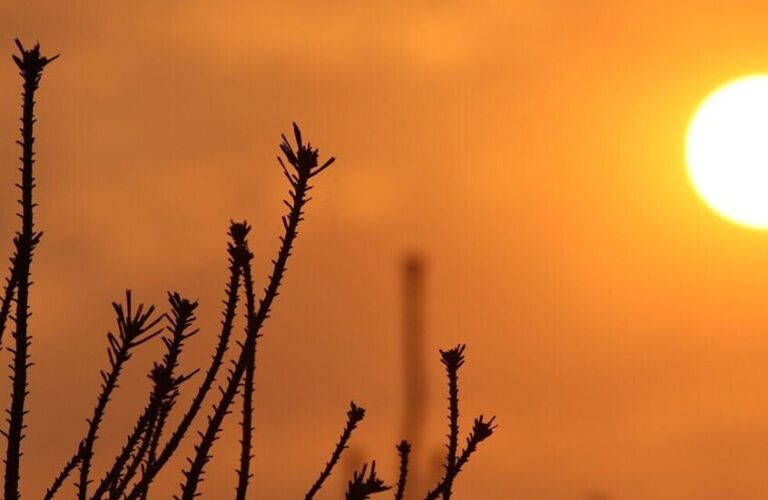 أميركا وفرنسا تحت وطأة حر غير مسبوق!