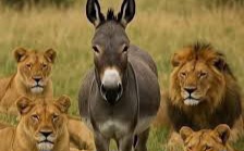 “الزئير المستورد.. والنهيق البلدي”!