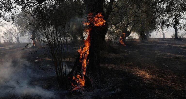 حرائق الغابات تفاقم أزمة تلوث الهواء عالمياً!