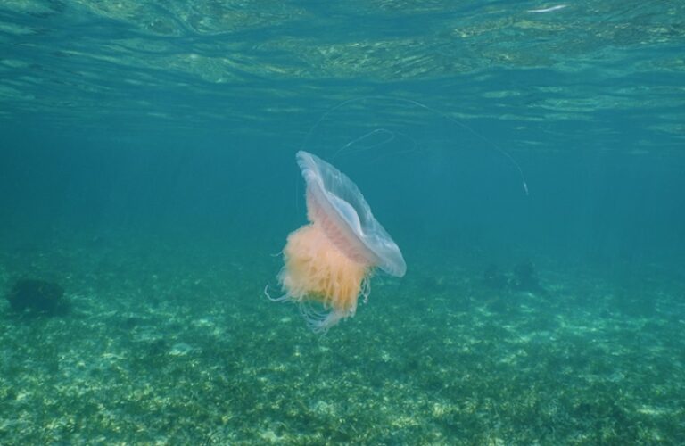 “قنديل البحر الوردي” على شواطئ تكساس!