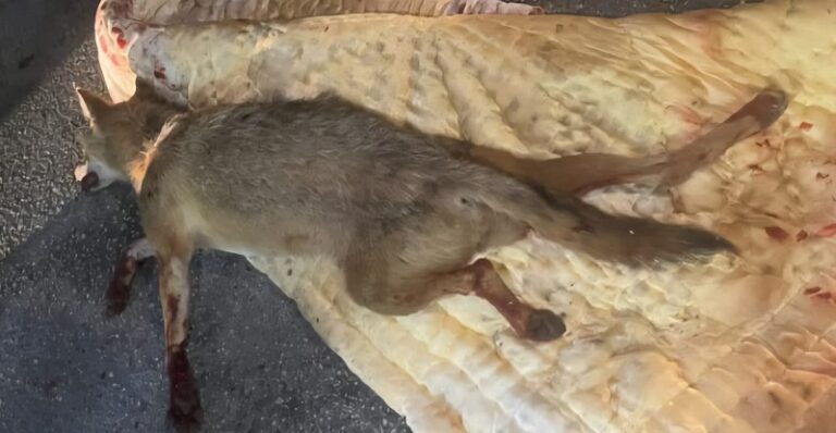 ثعالب الجريدي تقتحم الأحياء في بنت جبيل!