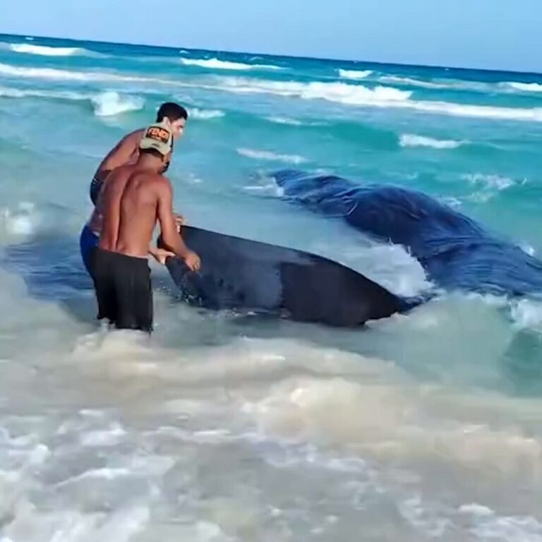 ظهور أربعة حيتان عنبر نافقة يثير التساؤلات في ليبيا!