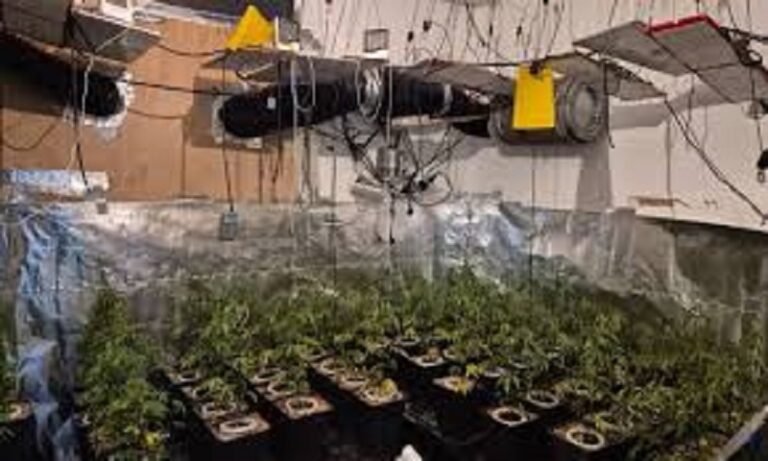 ضبط مختبر للحشيش في بيت مستشارة وزيرة “مكانة المرأة” الإسرائيلية