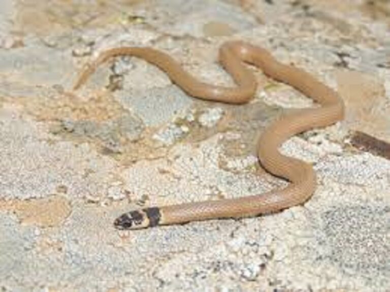 أفاعي في سراي المنية (صور)