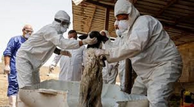 العراق.. 42 وفاة و296 إصابة بالحمى النزفية منذ مطلع 2025