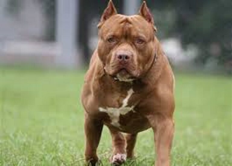 كلاب “بيتبول” تهاجم امرأة تبلغ 71 عامًا!