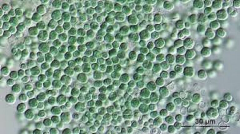 بكتيريا تنتج الأكسجين وتعيش على تربة المريخ؟