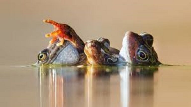 مخاوف علمية من تشويه الحياة البرية بصور اصطناعية