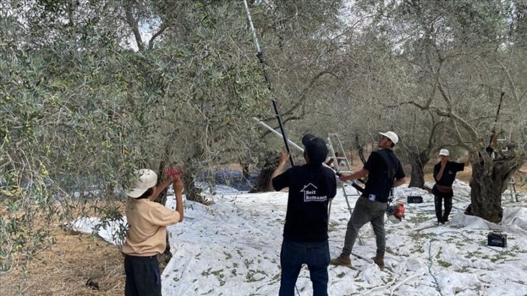 شروط إسرائيلية على أبناء الجنوب لقطاف الزيتون!