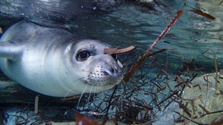 “البيئة”: لحماية الموائل الطبيعية للكائنات المهددة بالإنقراض