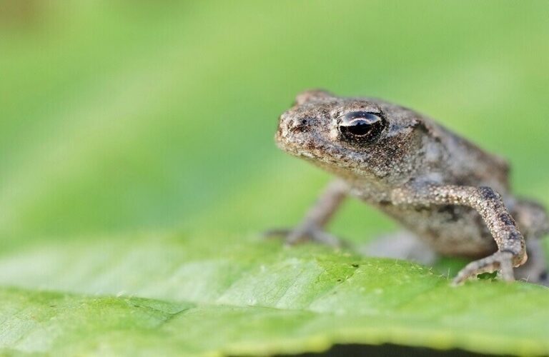 تأكل الضفادع لتشفى من ألم ظهرها!