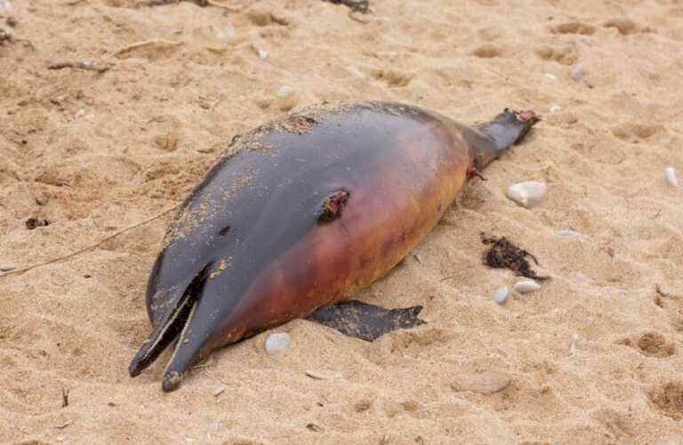 دلافين نافقة تحمل تشوهات دماغية تنذر البشر!