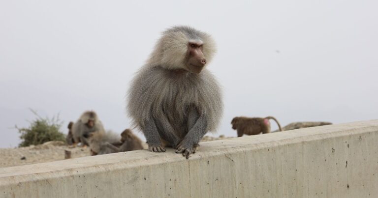 قرد يهاجم امرأة في السعودية! (فيديو)