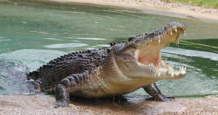 تمساح داخل مسبح! (فيديو)