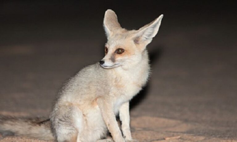 بعد تسجيل حالات نفوق حيوانات برّية.. “الزراعة” تتحرّك