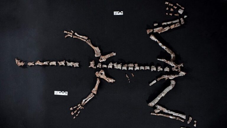 بقايا أقدم ديناصورات العالم في الأرجنتين؟