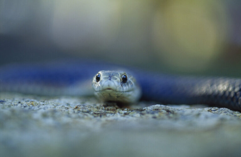 إكتشاف 3 استراتيجيات للعض لدى الأفاعي السامة