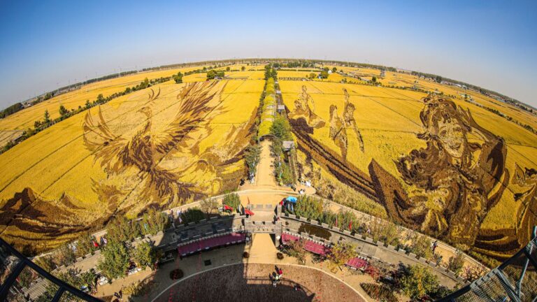 حقل الأرز في الصين