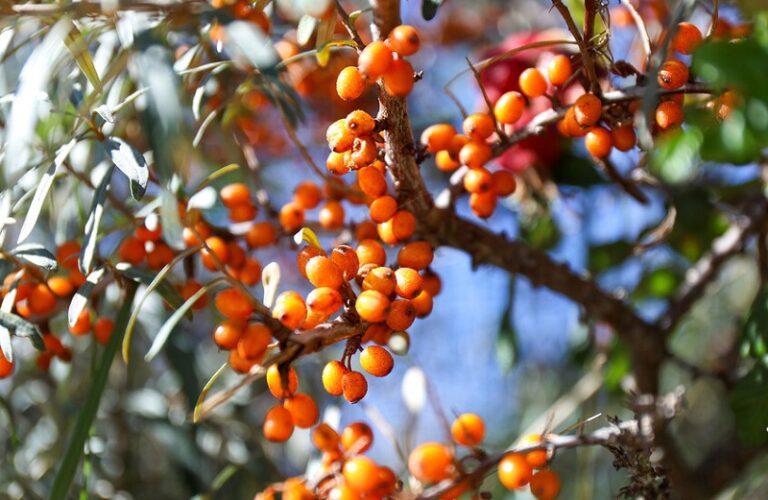 ثمرة تحارب 3 أمراض!