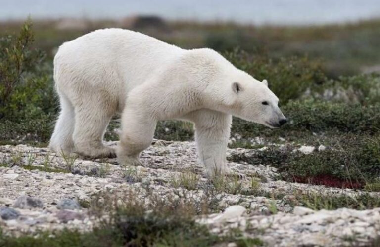 دب يهاجم مجموعة طلاب ومعلمين في كولومبيا